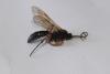 Diphyus quadripunctorius